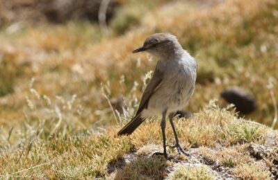 Foto de Dormilona de la Puna (Muscisaxicola juninensis), familia Tyrannidae, aves de Chile