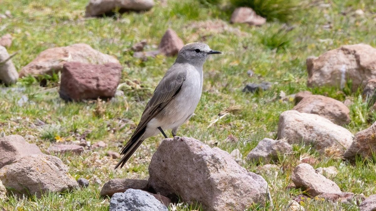 Foto de Dormilona fraile (Muscisaxicola flavinucha), familia Tyrannidae, aves de Chile