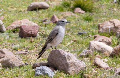 Foto de Dormilona fraile (Muscisaxicola flavinucha), familia Tyrannidae, aves de Chile