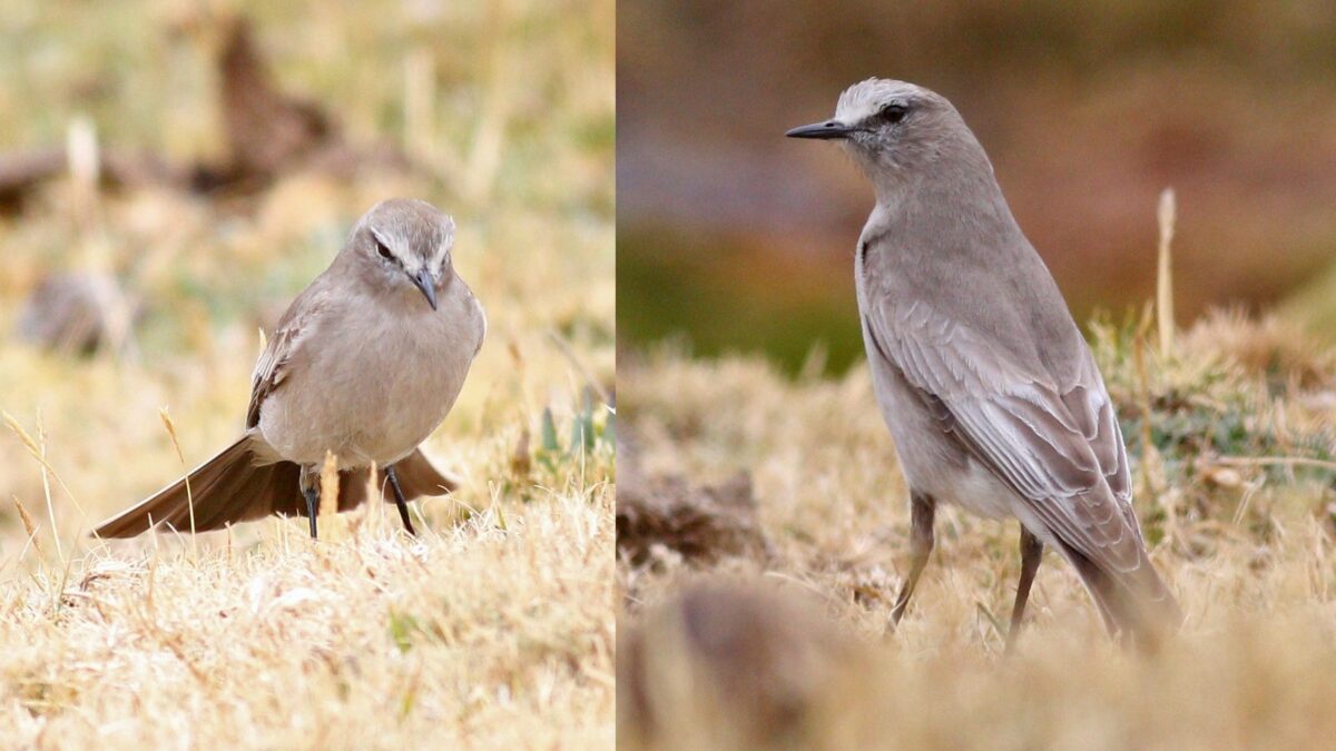 Foto de Dormilona gigante (Muscisaxicola albifrons), familia Tyrannidae, aves de Chile