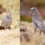 Foto de Dormilona gigante (Muscisaxicola albifrons), familia Tyrannidae, aves de Chile