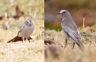 Foto de Dormilona gigante (Muscisaxicola albifrons), familia Tyrannidae, aves de Chile