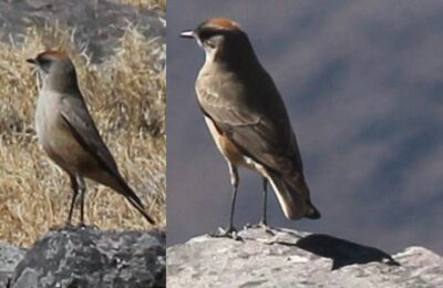 Foto de Dormilona rufa (Muscisaxicola capistratus), familia TyrannidaeDORMILONA, aves de Chile
