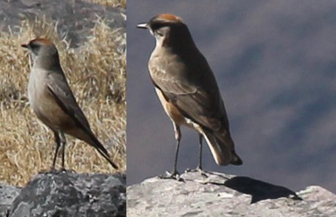 Foto de Dormilona rufa (Muscisaxicola capistratus), familia TyrannidaeDORMILONA, aves de Chile
