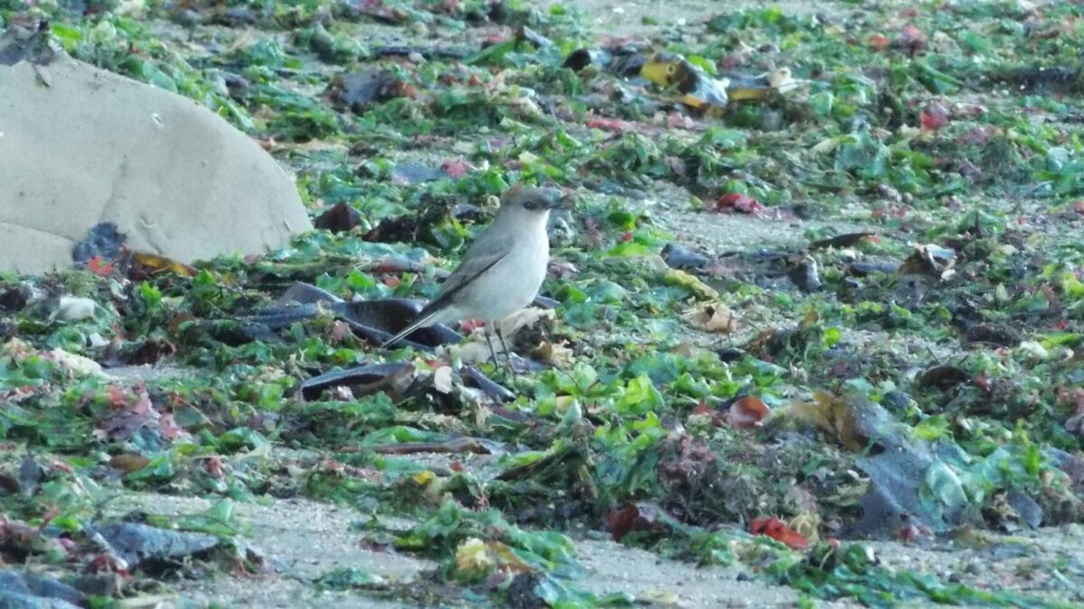 Foto de Dormilona tontito (Muscisaxicola macloviana), familia Not in source, aves de Chile