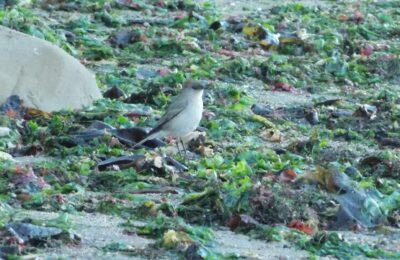 Foto de Dormilona tontito (Muscisaxicola macloviana), familia Not in source, aves de Chile