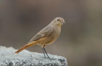 es de mala suerte que entre un pájaro a tu casa