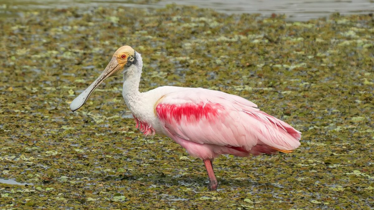 Foto de Espátula (Platalea ajaja), aves de Chile