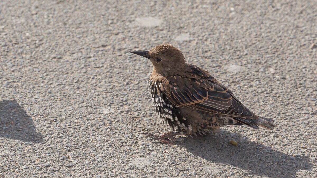 Foto de Estornino pinto (Sturnus vulgaris), familia Strigidae, aves de Chile
