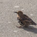 Foto de Estornino pinto (Sturnus vulgaris), familia Strigidae, aves de Chile