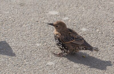 Foto de Estornino pinto (Sturnus vulgaris), familia Strigidae, aves de Chile