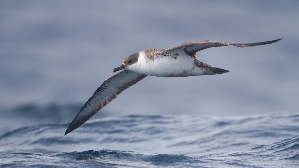 Foto de Fardela atlántica (Puffinus puffinus), familia Procellariidae, aves de Chile