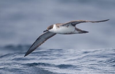 Foto de Fardela atlántica (Puffinus puffinus), familia Procellariidae, aves de Chile