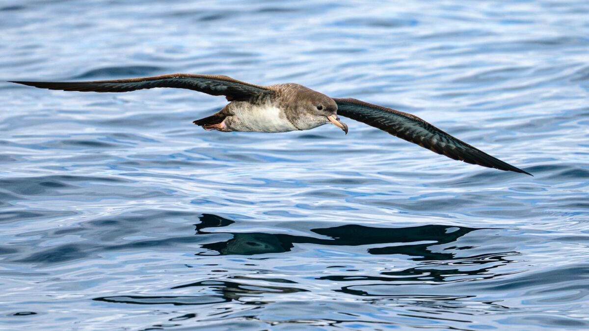 Foto de Fardela blanca (Ardenna creatopus), familia ProcellariidaeFARDELA, aves de Chile