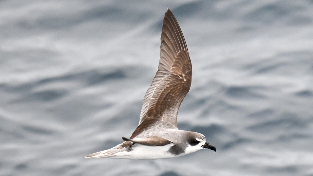 Foto de Fardela blanca de Masatierra (Pterodroma defilippiana), familia Procellariidae, aves de Chile