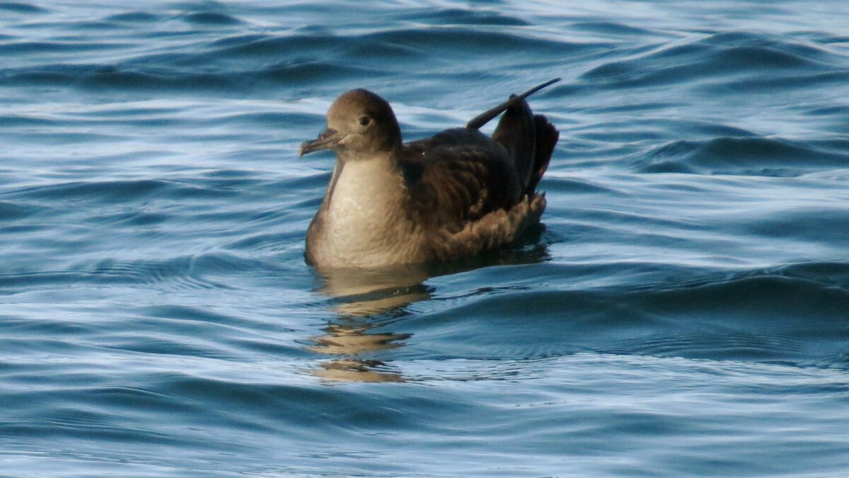 Foto de Fardela de cabeza parda (Ardenna grisea), familia Procelariidae, aves de Chile