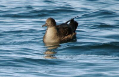 Foto de Fardela de cabeza parda (Ardenna grisea), familia Procelariidae, aves de Chile