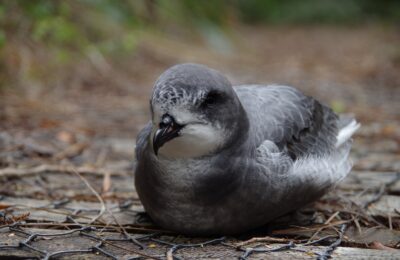 Foto de Fardela de Cook (Pterodroma cookii), aves de Chile