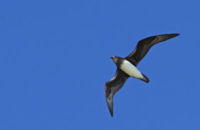 Foto de Fardela de Fénix (Pterodroma alba), familia Procellariidae, aves de Chile