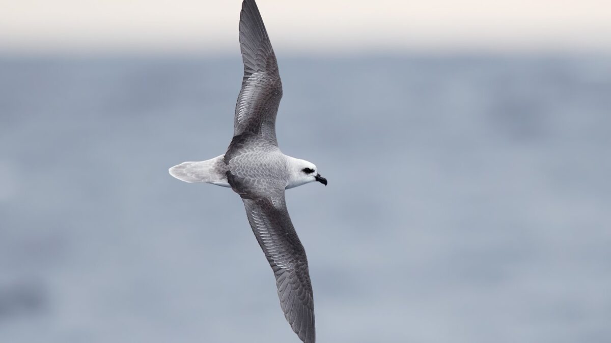 Foto de Fardela de frente blanca (Pterodroma lessonii), familia Procellariidae, aves de Chile