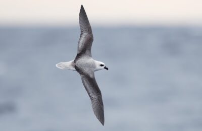 Foto de Fardela de frente blanca (Pterodroma lessonii), familia Procellariidae, aves de Chile