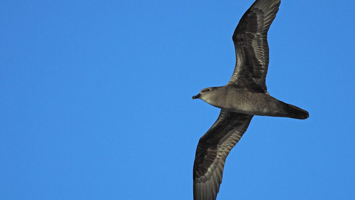 Foto de Fardela de Henderson (Pterodroma atrata), familia Procellariidae, aves de Chile