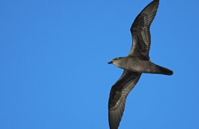 Foto de Fardela de Henderson (Pterodroma atrata), familia Procellariidae, aves de Chile