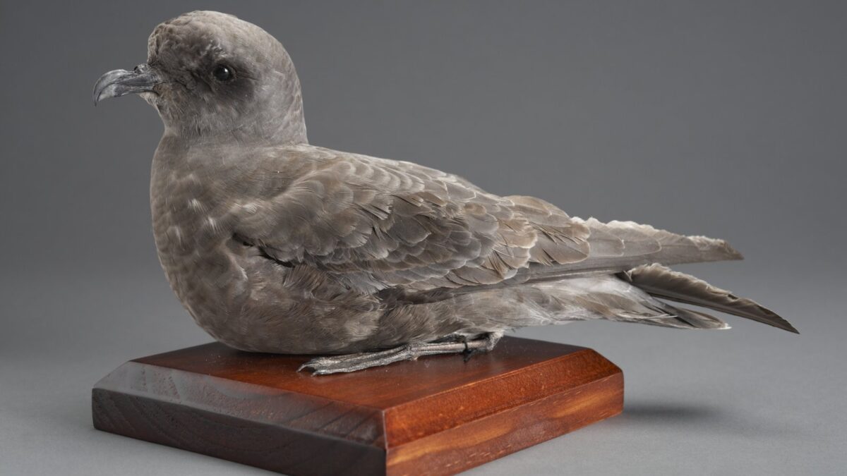 Foto de Fardela de Kerguelen (Aphrodroma brevirostris), familia Procellariidae, aves de Chile