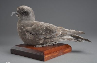 Foto de Fardela de Kerguelen (Aphrodroma brevirostris), familia Procellariidae, aves de Chile