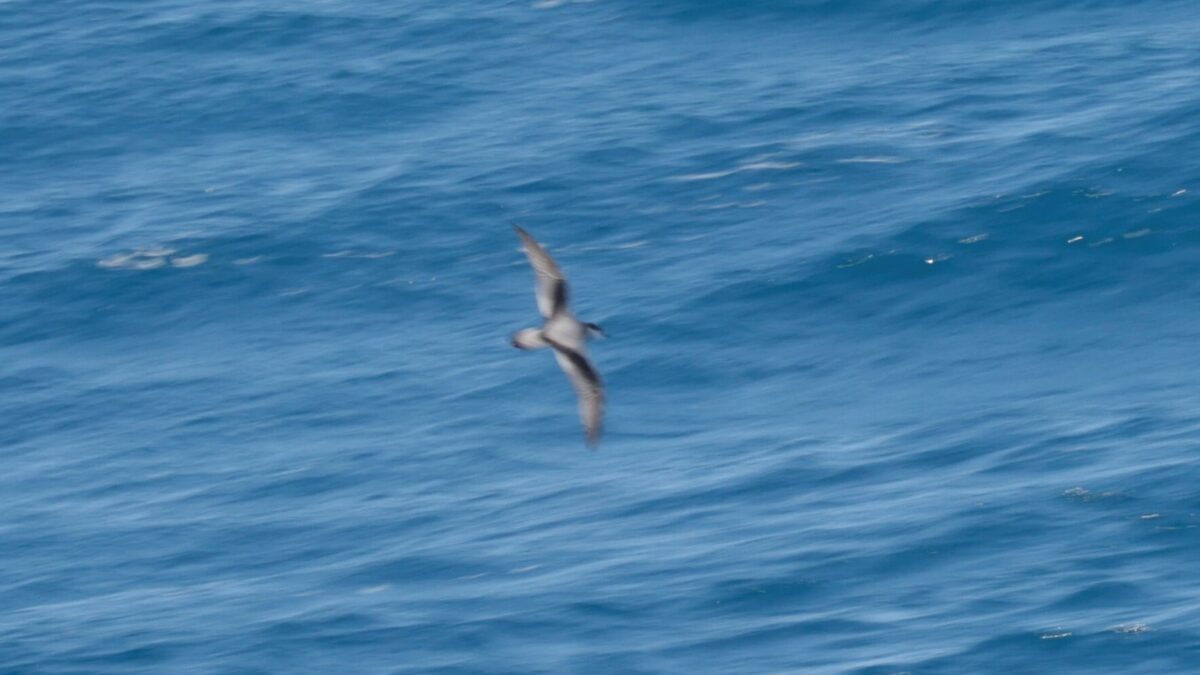 Foto de Fardela de Masafuera (Pterodroma longirostris), familia Procellariidae, aves de Chile