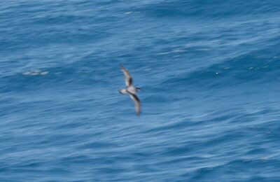 Foto de Fardela de Masafuera (Pterodroma longirostris), familia Procellariidae, aves de Chile