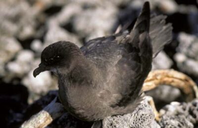 Foto de Fardela de Murphy (Pterodroma ultima), familia Procellariidae, aves de Chile