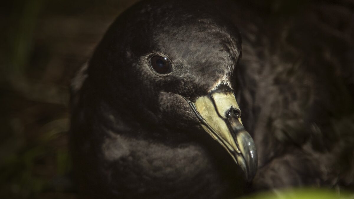 Foto de Fardela de Parkinson (Procellaria parkinsoni), familia Procellariidae, aves de Chile