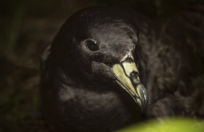 Foto de Fardela de Parkinson (Procellaria parkinsoni), familia Procellariidae, aves de Chile