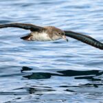 Foto de Fardela del Pacifico (Ardenna creatopus), familia Procellariidae, aves de Chile
