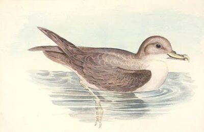 Foto de Fardela gris (Procellaria cinerea), familia Procellariidae, aves de Chile