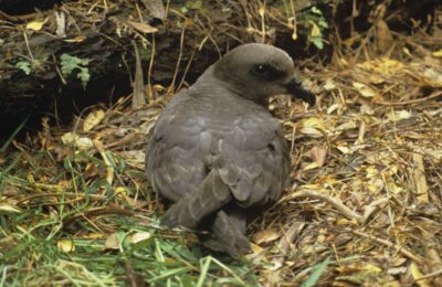 Foto de Fardela Taiko (Pterodroma magentae), familia Procellariidae, aves de Chile