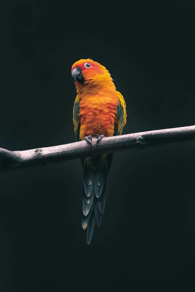 Nido pequeño para colibríes tejido a mano