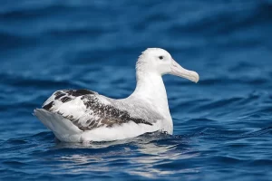 Albatros Errante (Diomedea exulans), el ave de mayor envergadura del mundo