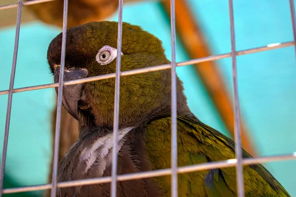 Jaula pagoda para pajaros