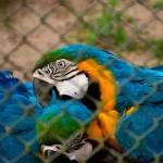 Jaula grande para pajaros - 60 pulgadas