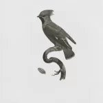 Libro antiguo de aves chilenas - ilustracion 1902