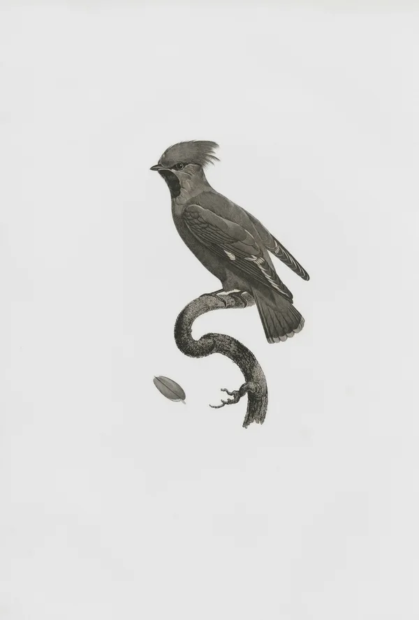 Libro antiguo de aves chilenas - ilustracion 1902