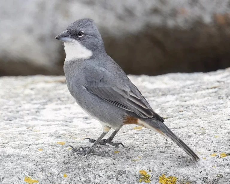 Diuca (Diuca diuca), ave canora chilena de la familia Thraupidae