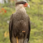 Traro chileno o caracara crestado (Caracara plancus) en el Pantanal, Brasil. Ave rapaz de plumaje oscuro y cresta prominente.