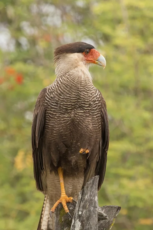 Traro chileno o caracara crestado (Caracara plancus) en el Pantanal, Brasil. Ave rapaz de plumaje oscuro y cresta prominente.