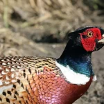 Faisán común (Phasianus colchicus) macho en Otmoor RSPB Reserve, Oxfordshire. Ave de vistoso plumaje con colores iridiscentes.