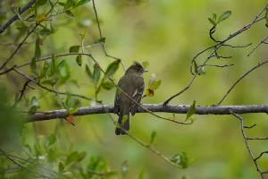 Fío Fío (Elaenia albiceps), ave chilena de la familia Tyrannidae