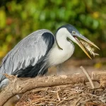 Garza Cuca (Ardea cocoi), garza sudamericana de gran tamaño