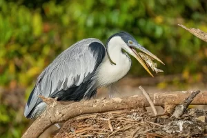Garza Cuca (Ardea cocoi), garza sudamericana de gran tamaño